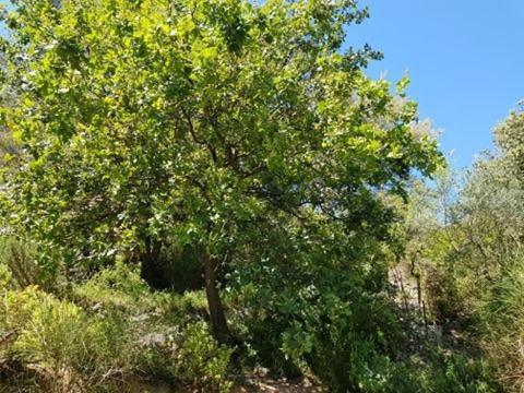 Cabane Dans Les Arbres "La Kaz Aux Cigales" Cuers Exterior foto